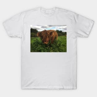 Scottish Highland Cattle Calf 2109 T-Shirt